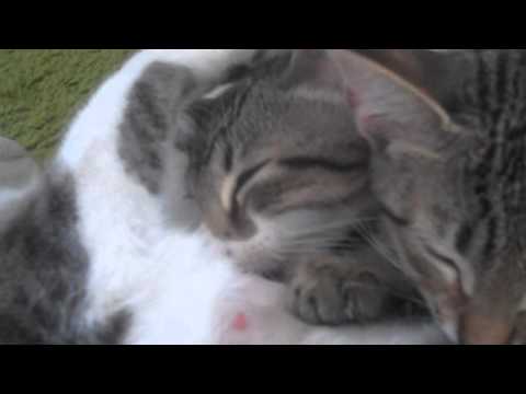 Mama-Kitty Comfort Nursing The Kittens After Being Spayed