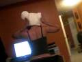 Dancing Bear