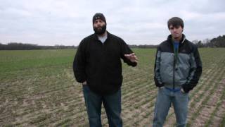 Scouting for Aphids in the Fall in Small Grains