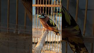 Download lagu The perfect jungle rain bird mp3 Download lagu The perfect jungle rain bird mp3