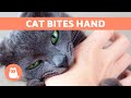 Why Does My CAT Keep BITING My HANDS 5 Reasons