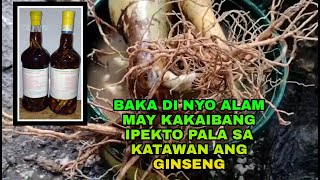 GINSENG IS KING OF HERBS | PAANO GUMAWA NG HERBAL WINE/ GINSENG