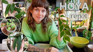 relax + repot 5 hoya with me ✨🪴☁️ sphagnum moss to potting mix (+ one in semi hydro!)