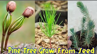 How To Grow Pine Tree From Seed At Home | Easiest Method To Grow Pine Plant Seed