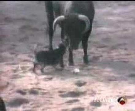 INCREIBLE ! Perro Bull Terrier pelea contra un toro y salva a una persona.