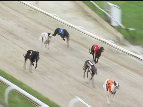 2017 CORAL PUPPY TROPHY FINAL - T5 SPORTING DAVE