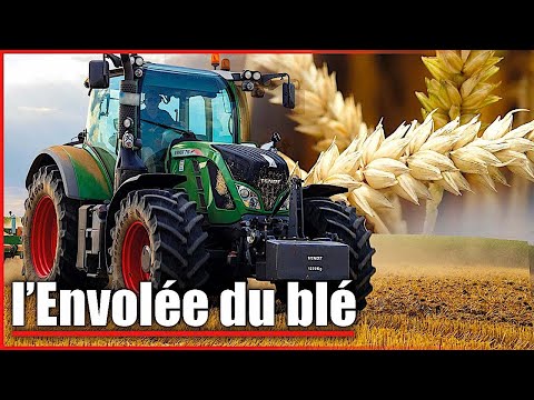 Ils font de l’argent avec du blé