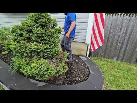 Treating for Ants Around the Home in Middletown, NJ