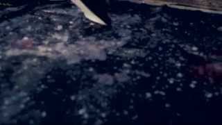 Vaadat Charigim - Hashiamum Shokea [Official Music Video]