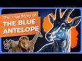 The Untold Story of the Bluebuck: The Lost Blue Antelope of Africa