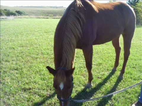 London String Chorale - Galloping Home - 1974 - Black Beauty Theme - HQ