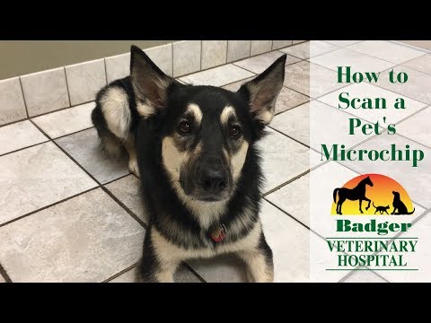 How to Scan a Pet's Microchip | Badger Veterinary Hospital