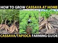 How To Grow Cassava At Home Grow TAPIOCA From CUTTINGS Cassava Farming Or Tapioca Cultivation