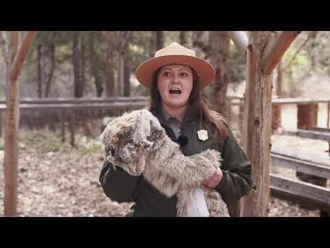 Wildlife Station – Family Forestry Expo