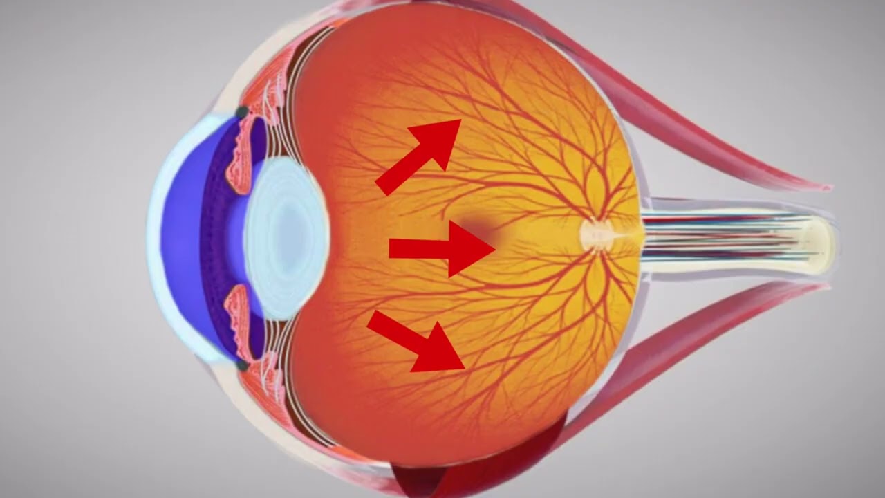 Anatomy of the eye