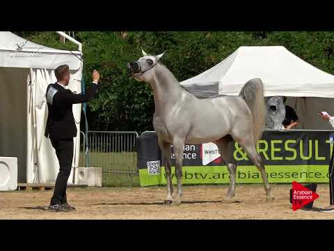 N.72 FREE GANGES - Bergamo 2017 - 4-7 Years Old Stallions (Class 9)