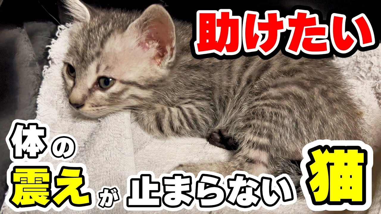 【仔猫保護】押入れで見つけた仔猫が原因不明の体の震え…なんとか助けてあげたい！