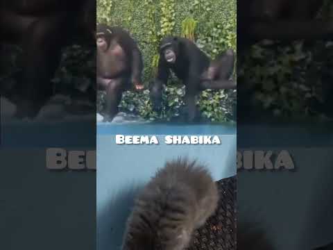 cat's funny videos 🤣🤣 #cat #catvideos #trendingshorts #catfunny #comedy