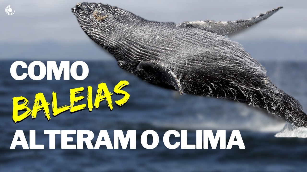 Como BALEIAS alteram o clima [DUBLADO] | Como as BALEIAS ajudam no combate ao Aquecimento Global 🐳