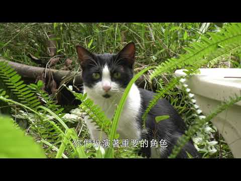 cat&me-108年新北市政府動物保護微電影及詞曲創作獎-入圍作品網路人氣票選活動