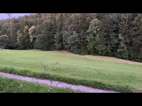 Blattjagd - Rehbock springt aufs Blatten mit dem Rottumtaler Rehblatter.