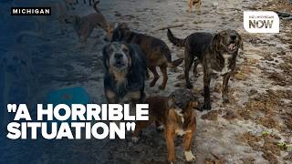 Investigation continues after 61 dogs, 3 cats rescued; dozens of animals found dead in Michigan