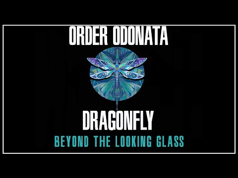 ORDER ODONATA - Beyond the Looking Glass [Dragonfly Records]