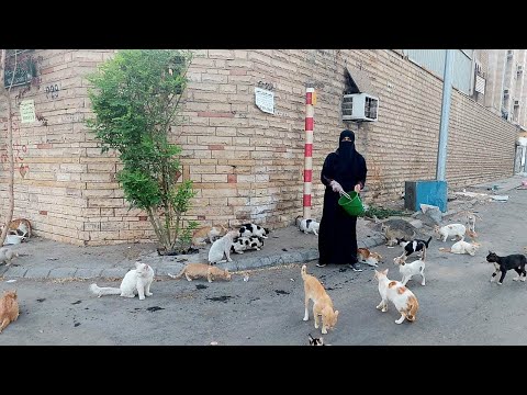 cat videos 2022|cat videos|cat video |the dodo cat|قطط جده بعد الهدد|قطط