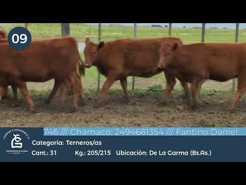 Lote Machos y Hembras - De la Garma Bs As