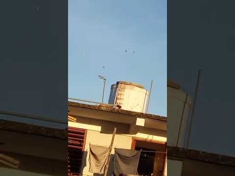 Palomiando por la tarde