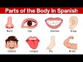 Parts Of The Body In Spanish Human Body Parts Names In Spanish