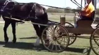 preview picture of video 'Dons Carriage Ride'