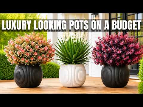 9 Stunning SHRUBS for POTS and CONTAINERS That Look INCREDIBLY EXPENSIVE