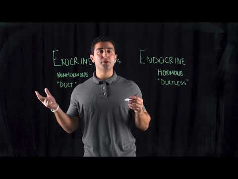 Exocrine Gland vs. Endocrine Gland