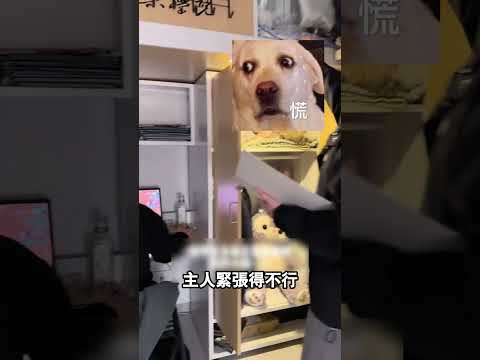 小貓跟著主人練就了一身的本領