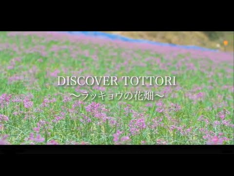 Discover  Tottori～ラッキョウの花畑～