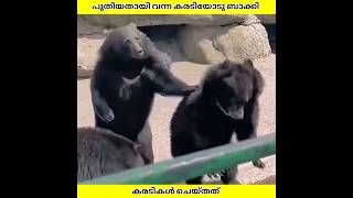 Download lagu പുതുതായി Parkലേക്ക് വന്ന കരടിയുടെ ദയനീയ അവസ്ഥ | Ashik Uncovered | #shorts mp3 Download lagu പുതുതായി Parkലേക്ക് വന്ന കരടിയുടെ ദയനീയ അവസ്ഥ | Ashik Uncovered | #shorts mp3