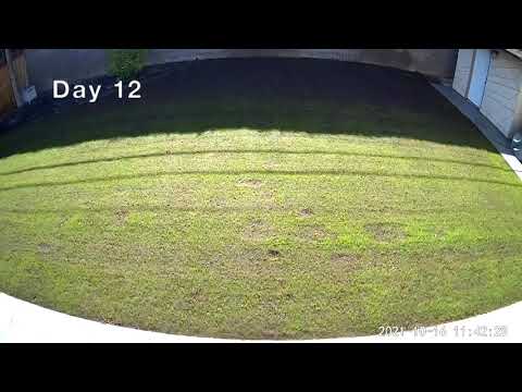 SeedSuperStore SS1000 Tall Fescue Blend Germination Time Lapse - Day 5 to 25