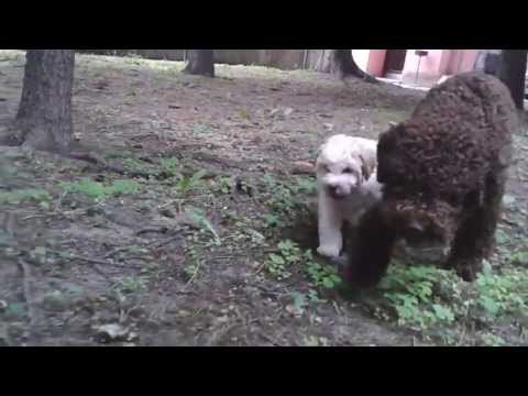 Solipse Angelina and Solipse Amore Mio - 7wks