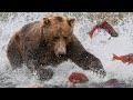 Grizzly Bears: The Drama of the Alaskan Salmon Run | Alaska 🌎 🇺🇸 | Wild Travel | Robert E Fuller