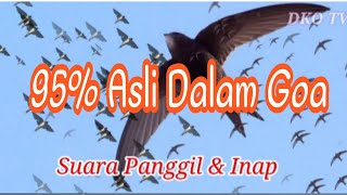 Download lagu Suara Burung Walet 95% Asli Dalam Goa mp3 Download lagu Suara Burung Walet 95% Asli Dalam Goa mp3