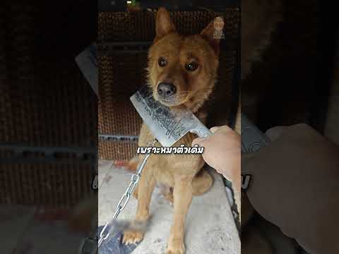 จากหมาที่ดุกลายเป็นหมาหงอย เมื่อเขายื่นสิ่งนี้ให้! #shorts #viralvideo #shortvideo #ทดสอบ #สาระ