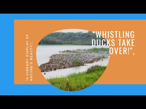 Massive Flock of Whistling Ducks Takes Over the Wetlands