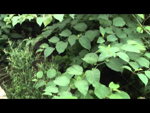 Zarastené potoky sú nebezpečné