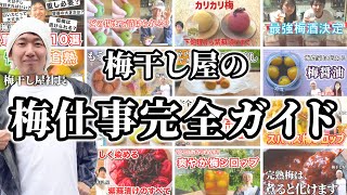 【保存版】梅干し屋の梅仕事完全ガイド！梅干し、梅酒から応用編まで25本の動画でご紹介します