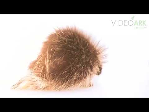 Dikobraz urzon (Erethizon dorsatum) — severoamerický druh