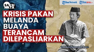 Penangkaran Buaya Babana Minta Solusi atas Krisis Pakan, Pemerintah Daerah Akhirnya Turun Tangan