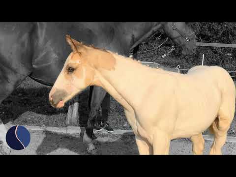 Silver Snow des Sarts UC