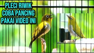 Download lagu AMPUH‼️Pancingan pleci malas bunyi,pleci ribut cocok buat menaikan emosi pleci🔥 mp3