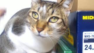 猫を撫でてる時に悪戯したら、噛まれたww
